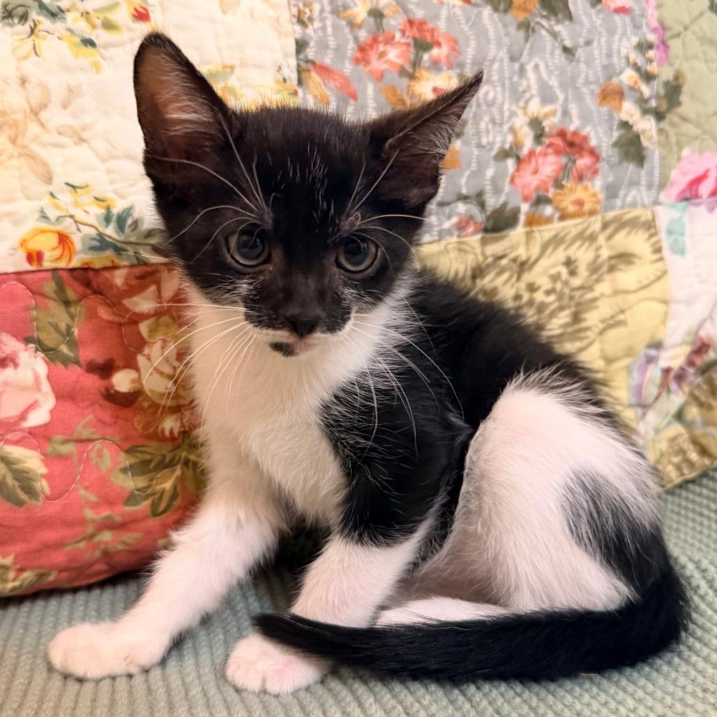Enlarge Lilly, a Adoptable Domestic Short Hair in Flower Mound, TX image 2/6
