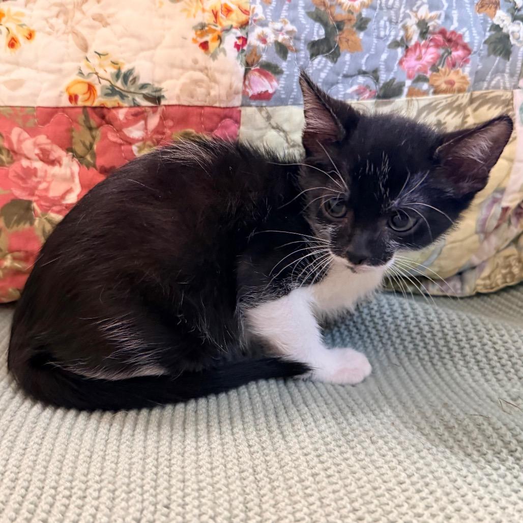 Enlarge Lilly, a Adoptable Domestic Short Hair in Flower Mound, TX image 3/6