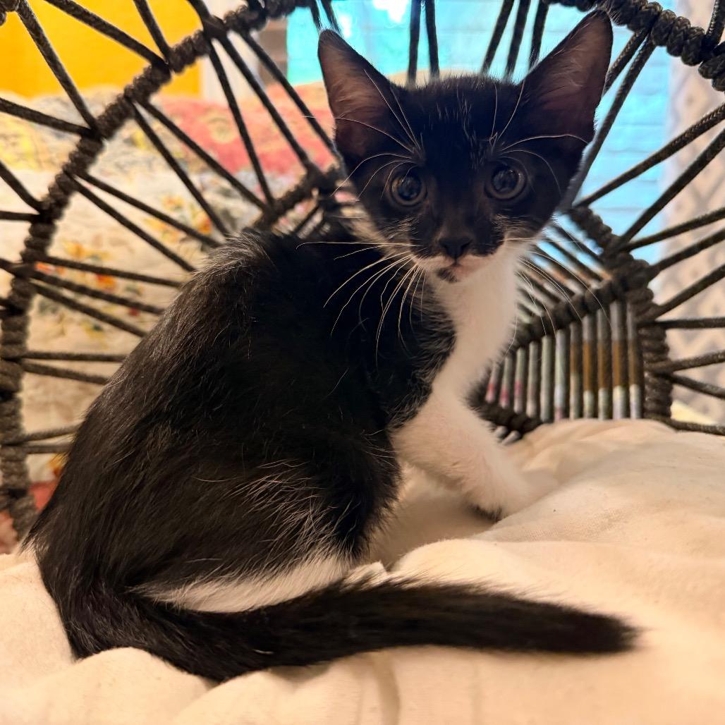 Enlarge Lilly, a Adoptable Domestic Short Hair in Flower Mound, TX image 4/6