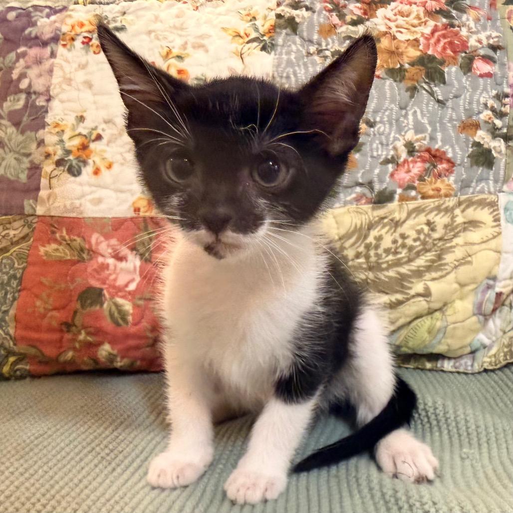 Enlarge Lilly, a Adoptable Domestic Short Hair in Flower Mound, TX image 5/6