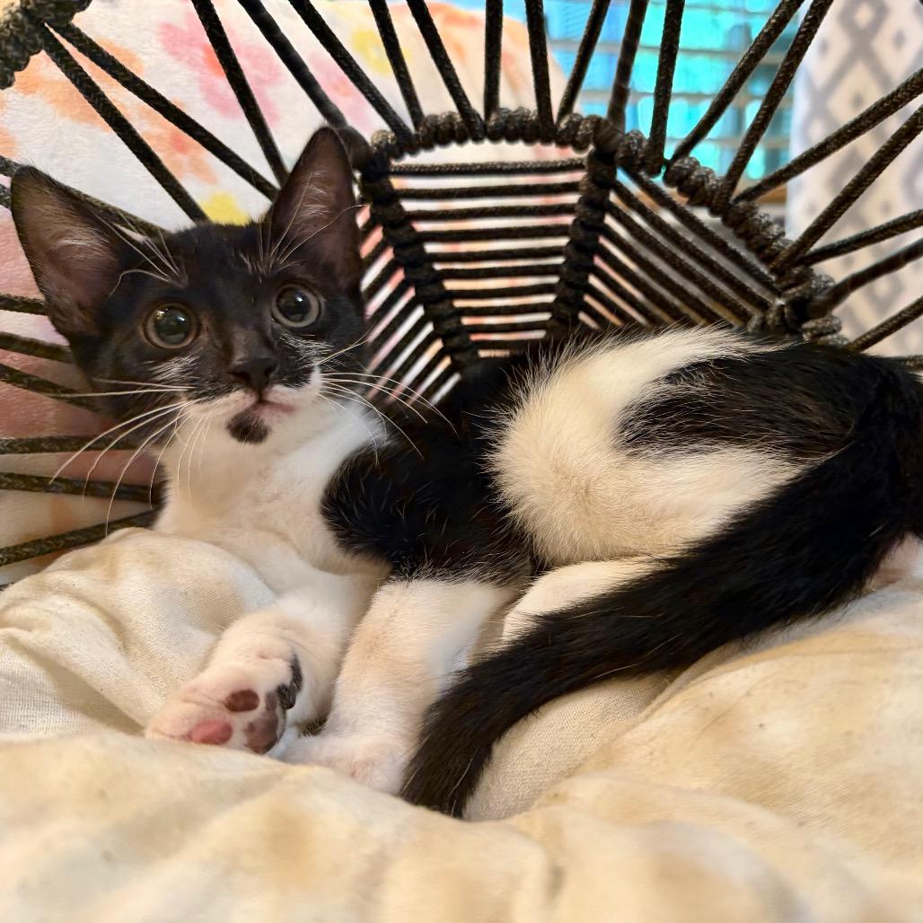 Enlarge Lilly, a Adoptable Domestic Short Hair in Flower Mound, TX image 6/6