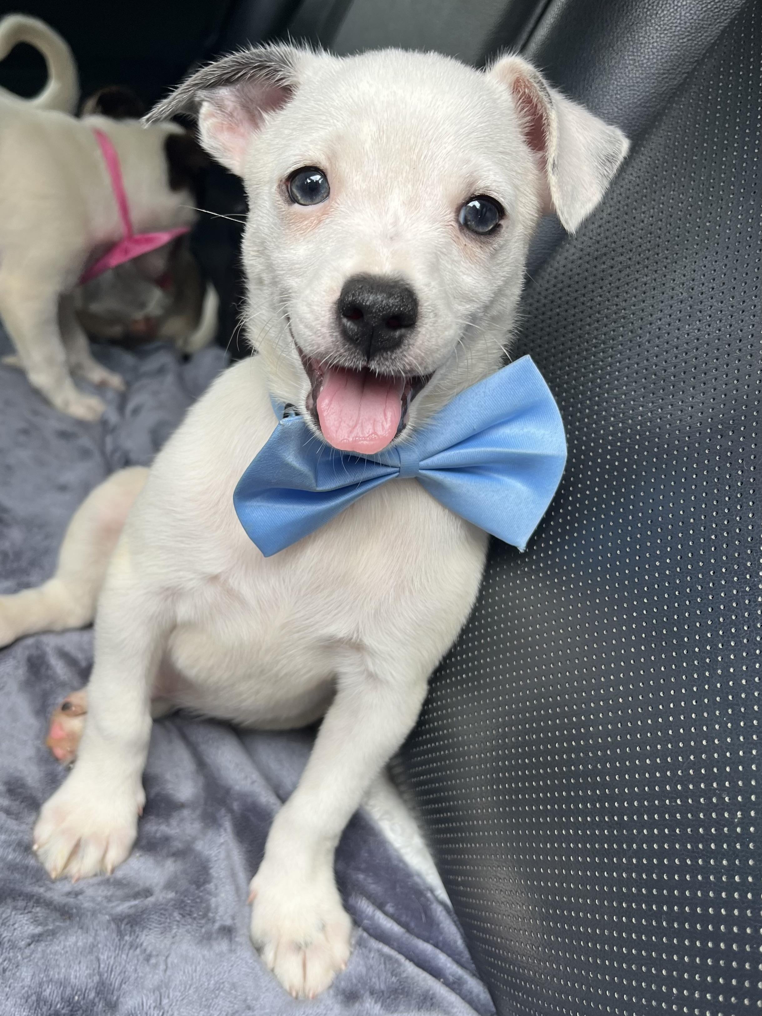 Enlarge Nacho, a Adoptable mixed breed in Charlotte , NC image 2/6
