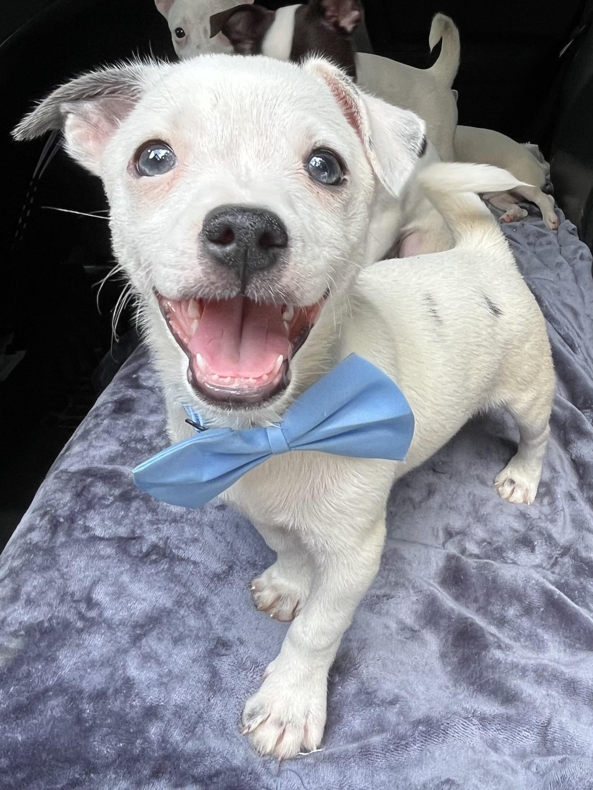 Enlarge Nacho, a Adoptable mixed breed in Charlotte , NC image 3/6