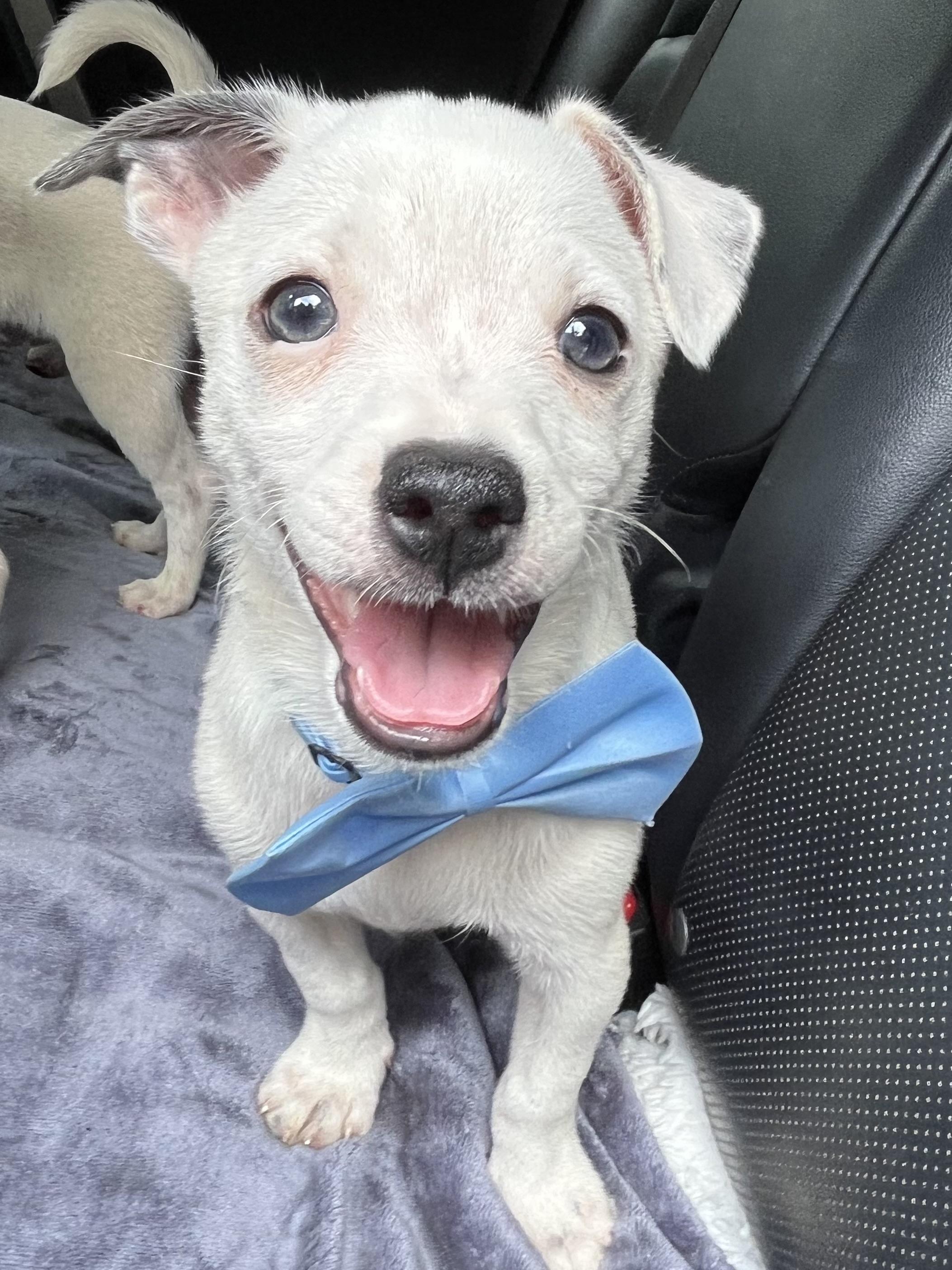 Enlarge Nacho, a Adoptable mixed breed in Charlotte , NC image 4/6