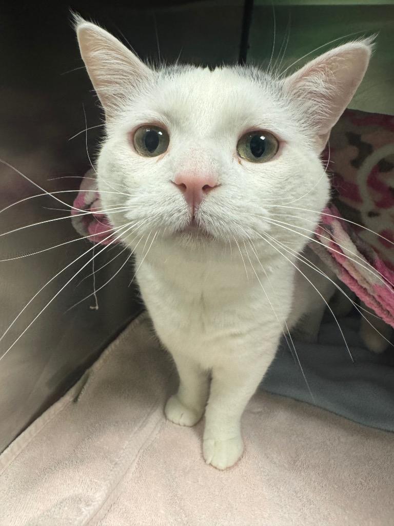 Bucky, Adoptable, Adult Male Domestic Short Hair.