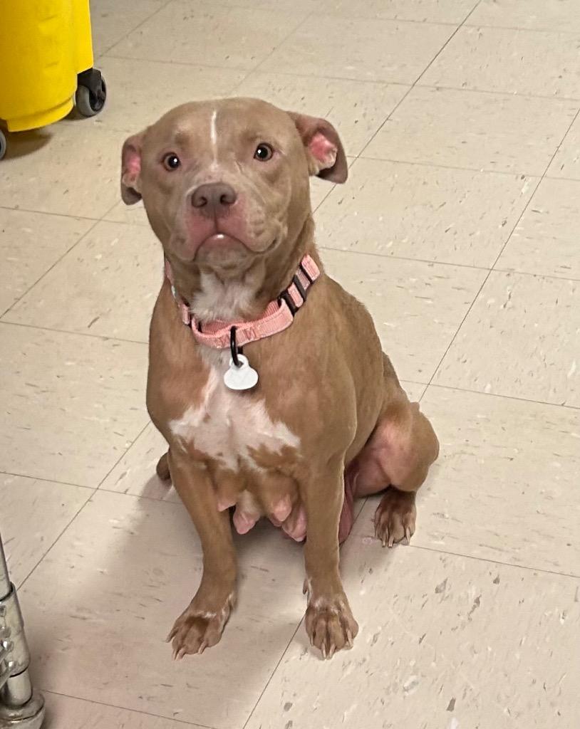 Pasty Cline, Adoptable, Adult Female Pit Bull Terrier.