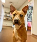 Titus, Adoptable, Young Male Mixed Breed.