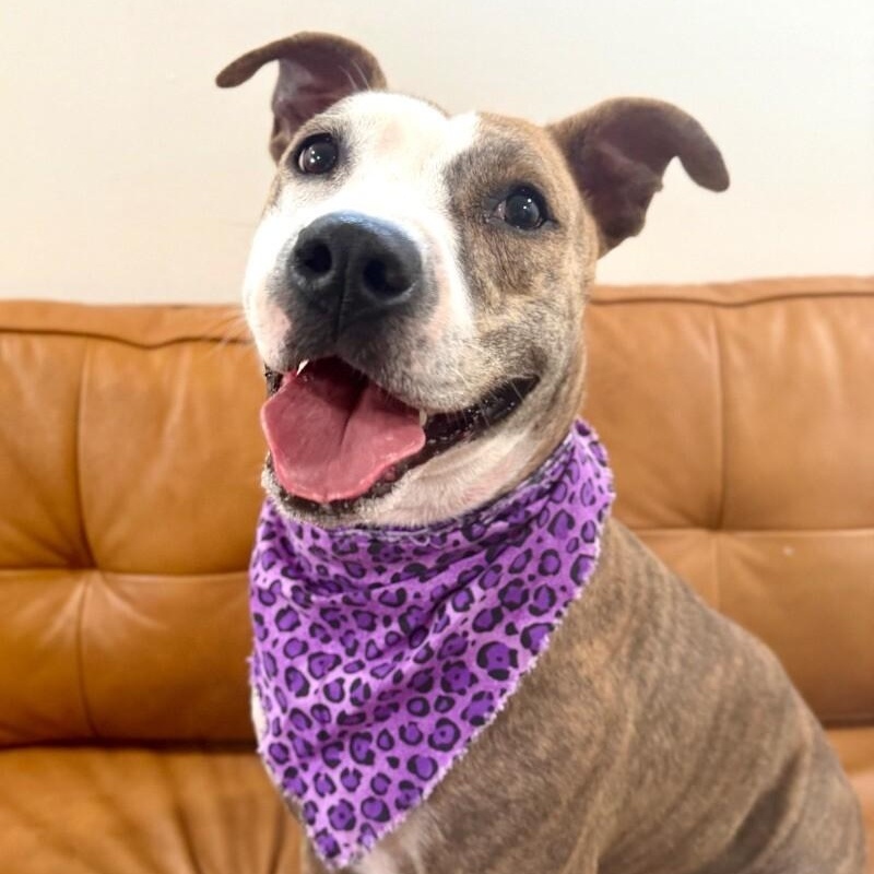 Josie Rosie loves to snuggle so cozy <3