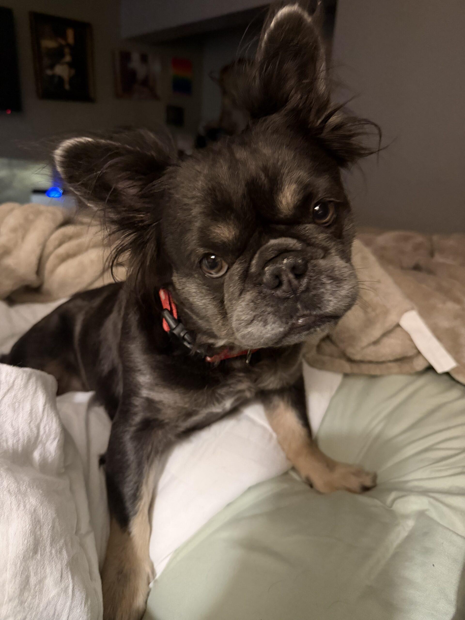 Enlarge Kitty, a ADOPTABLE French Bulldog in Plantation, FL image 3/3