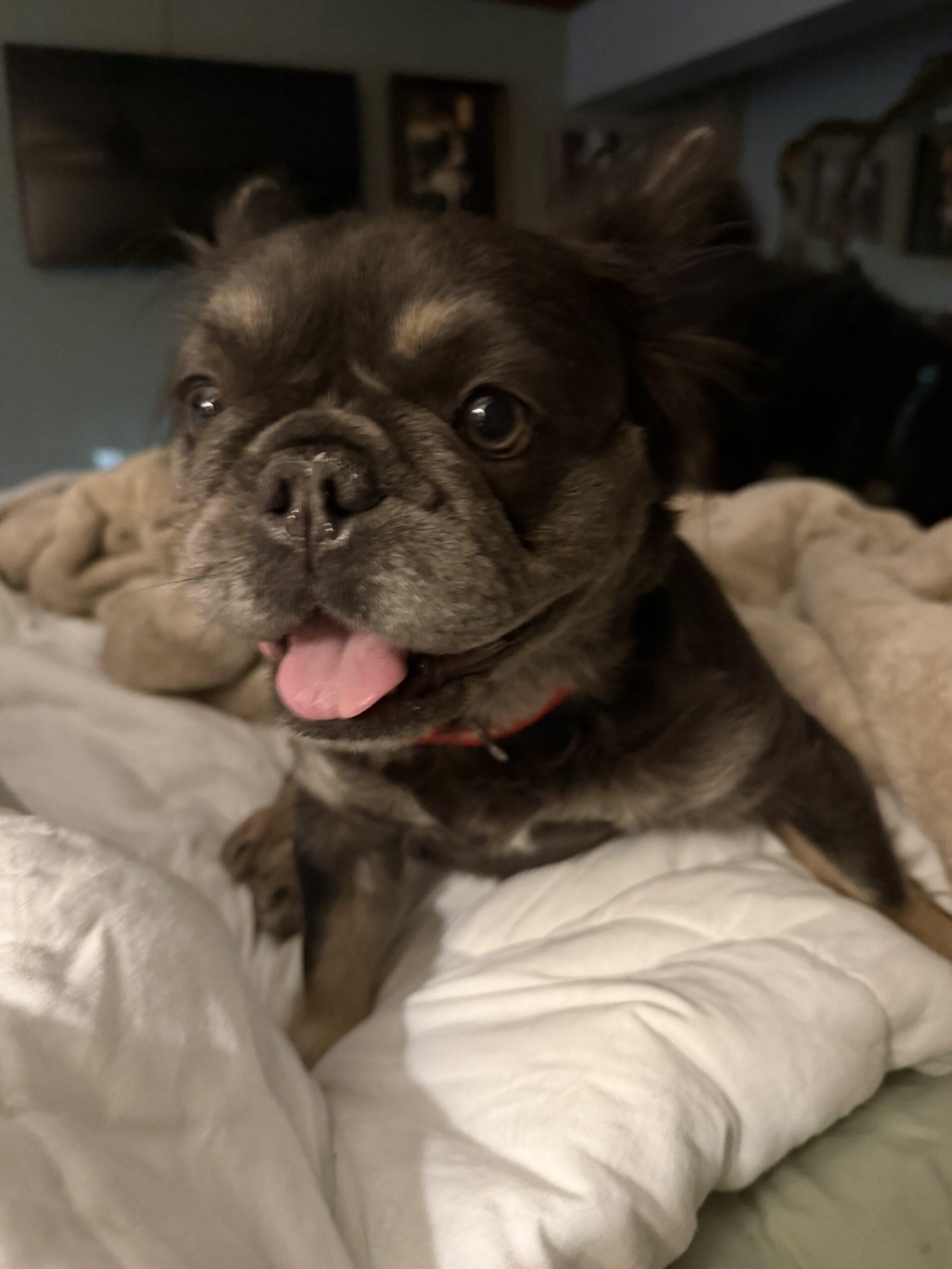 Enlarge Kitty, a ADOPTABLE French Bulldog in Plantation, FL image 1/3