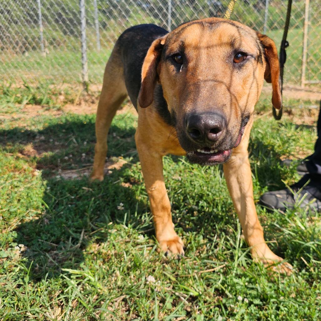 Poseidon, Adoptable, Adult Male Shepherd & Mixed Breed.