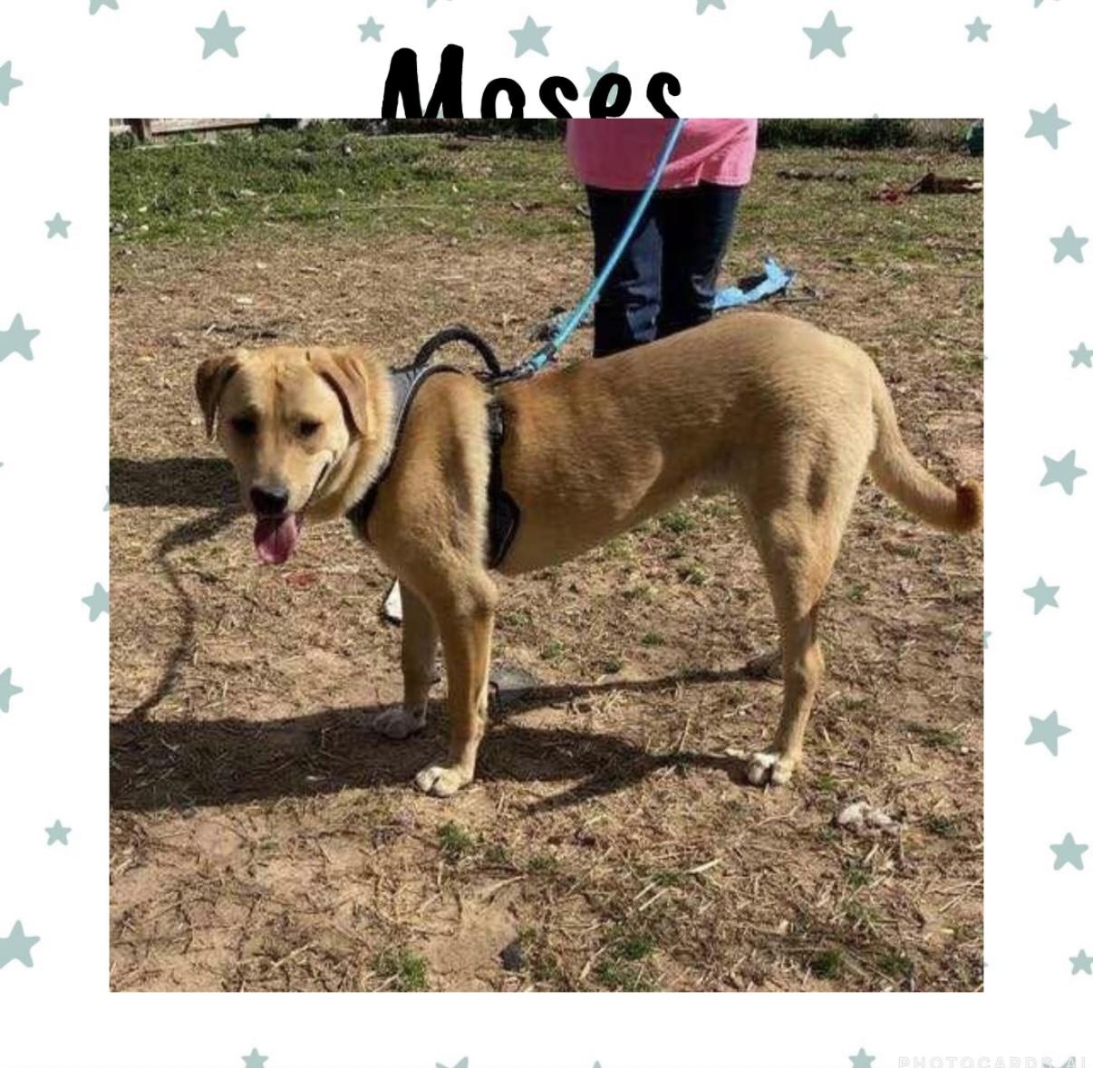 Moses (foster to adopt)