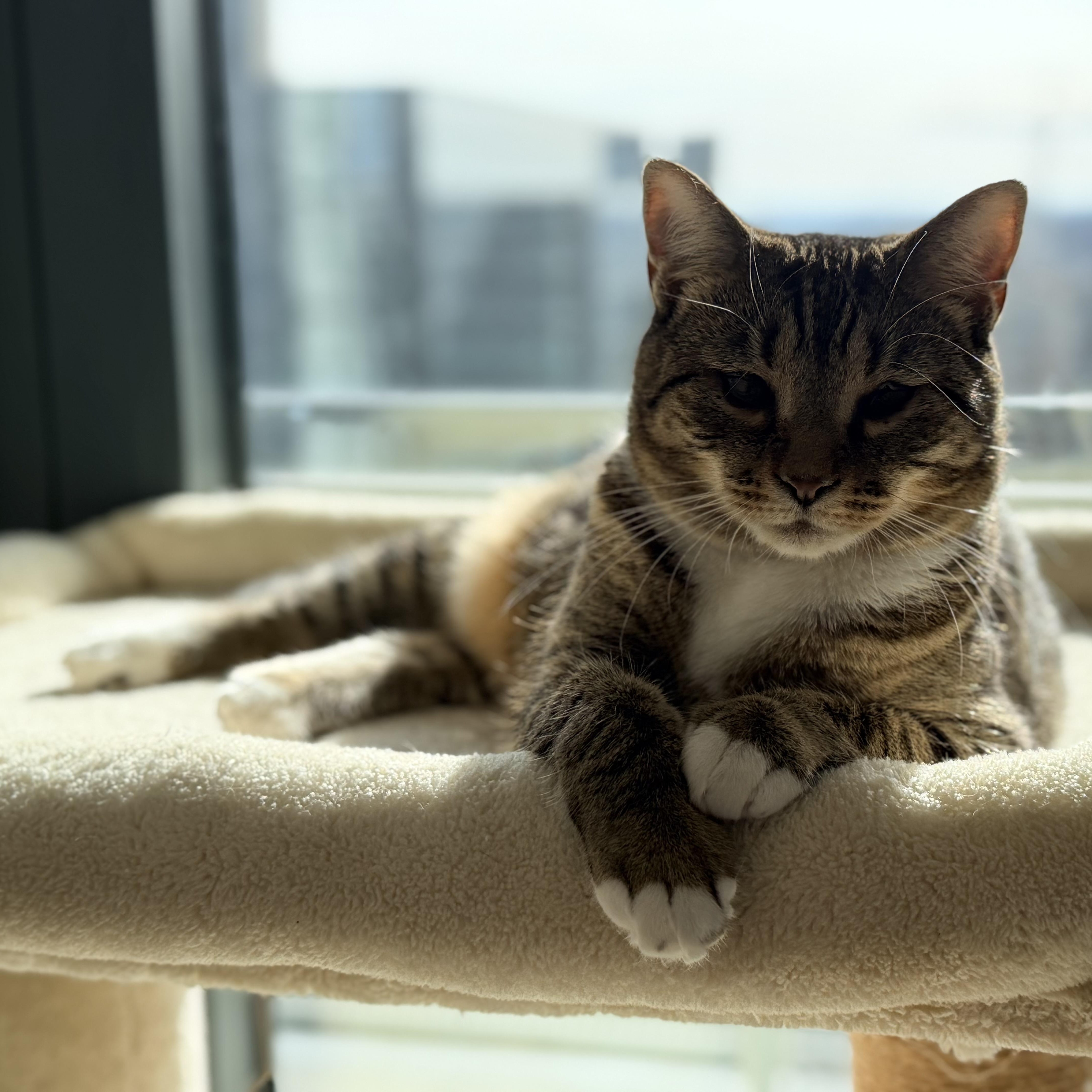 Enlarge Gazelle & Springbok (bonded), a Adoptable Domestic Short Hair in Alexandria, VA image 5/6