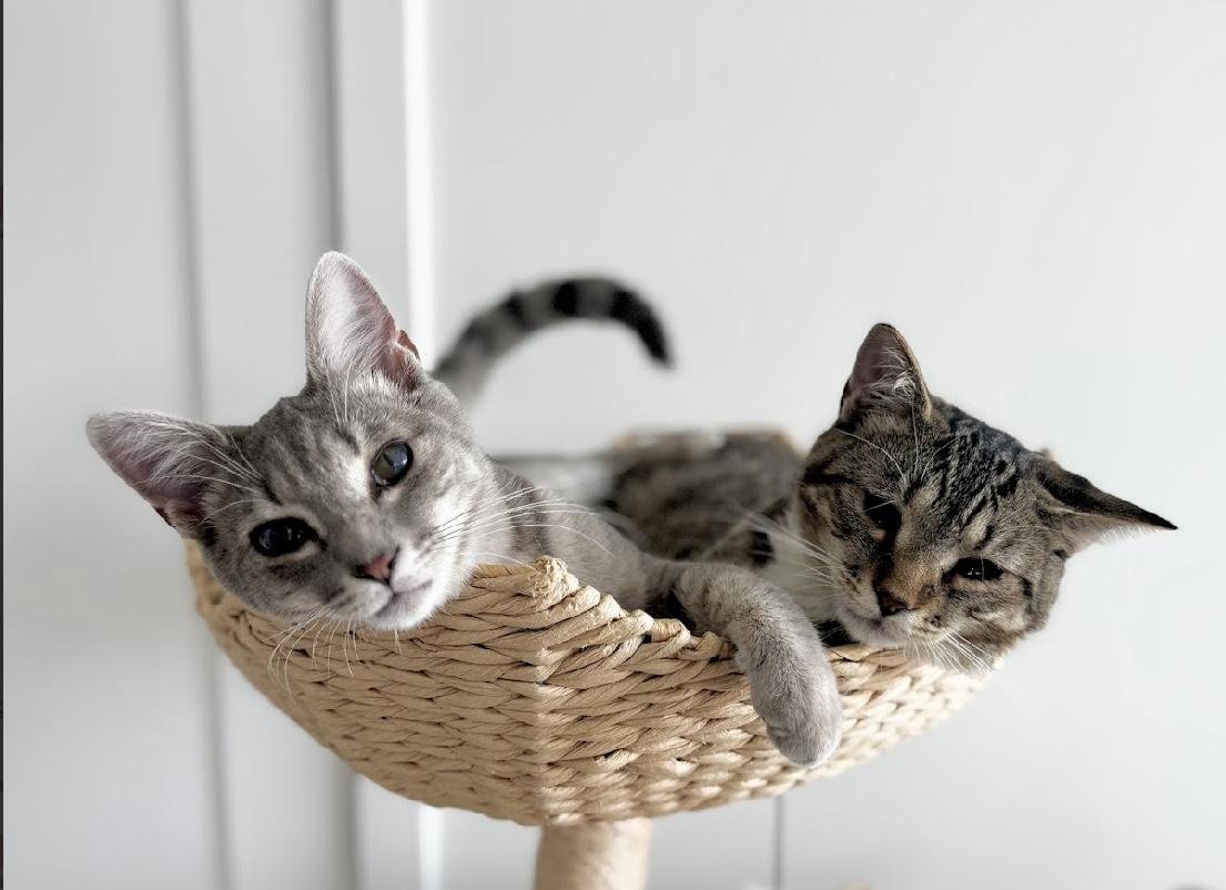 Gazelle & Springbok (bonded), Adoptable, Young Female Domestic Short Hair.