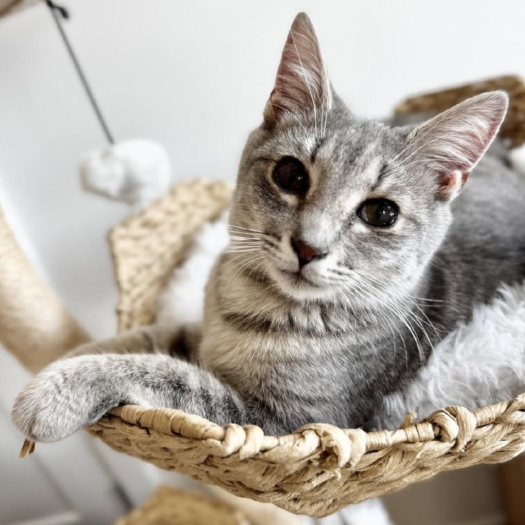 Enlarge Gazelle & Springbok (bonded), a Adoptable Domestic Short Hair in Alexandria, VA image 4/6