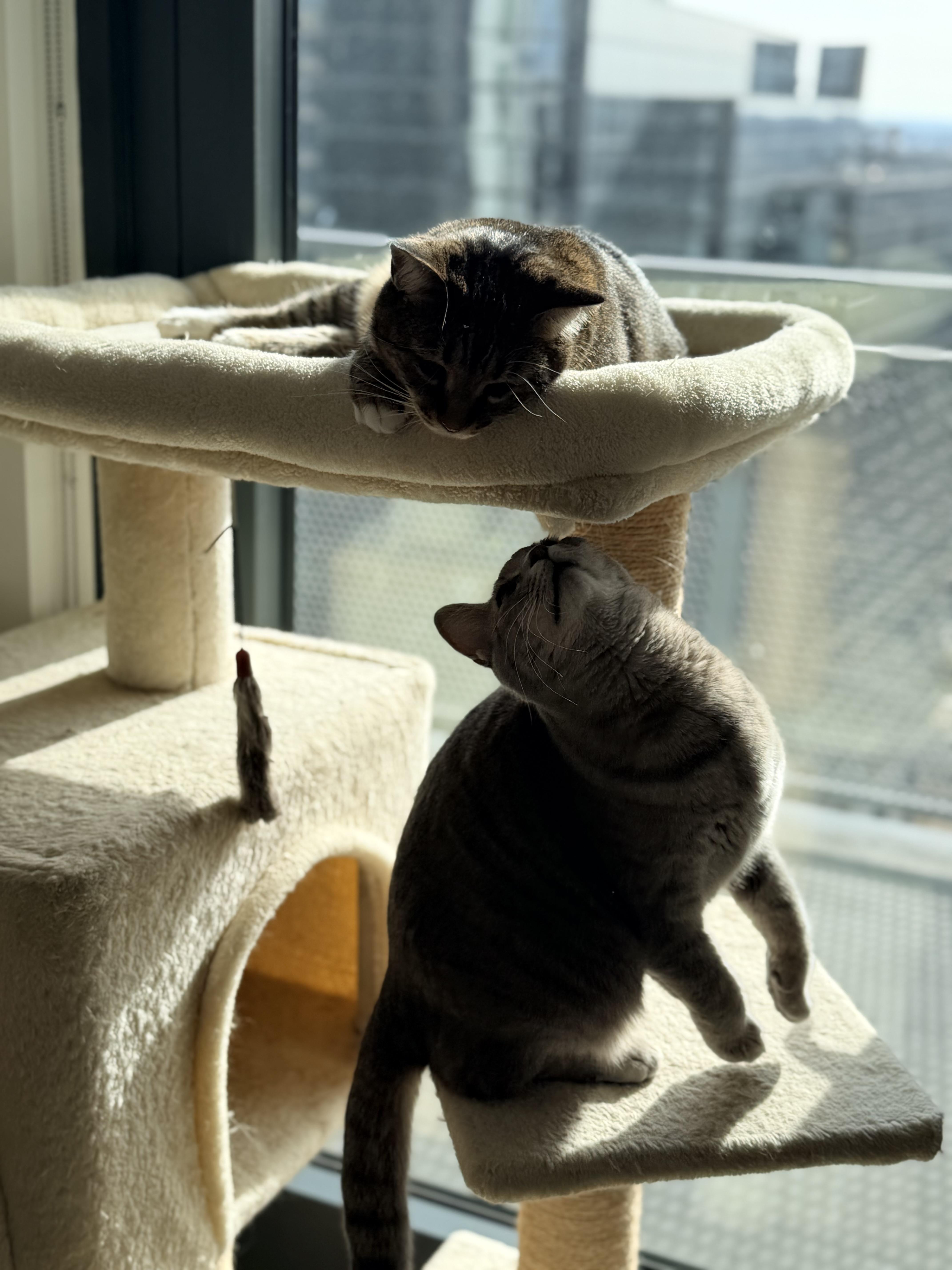 Enlarge Gazelle & Springbok (bonded), a Adoptable Domestic Short Hair in Alexandria, VA image 2/6