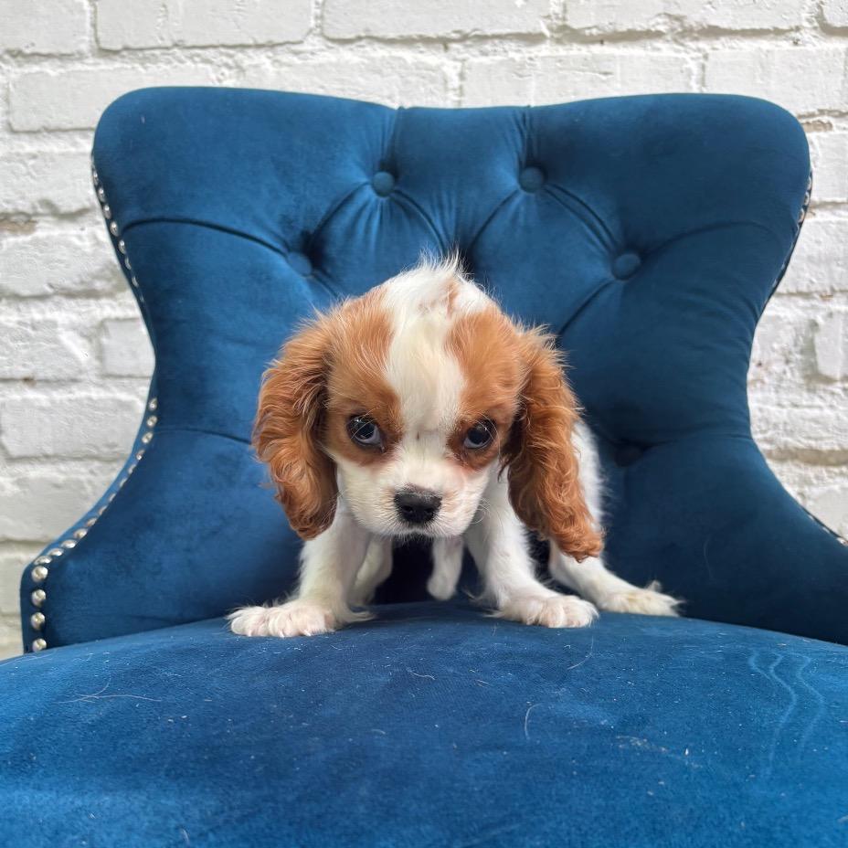 Enlarge Yosemite, an adopted Cavalier King Charles Spaniel in Zionsville, IN image 1/1
