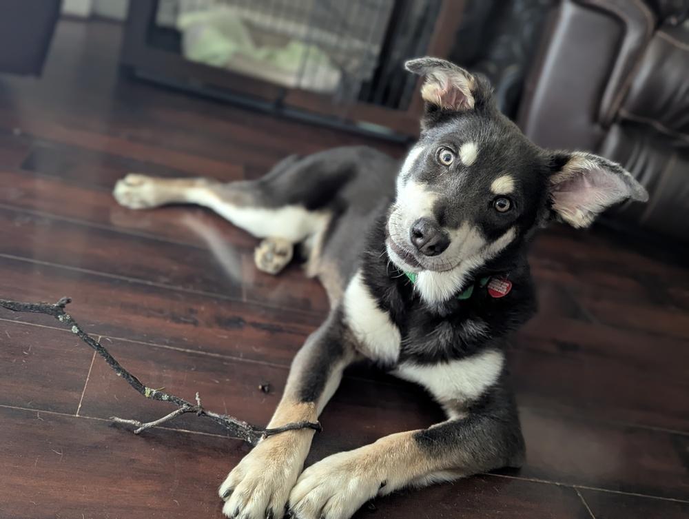 Tango - Pending Adoption, Adoptable, Young Male Husky.