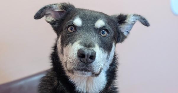 Enlarge Tango - Pending Adoption, a Adoptable mixed breed in Grand Rapids, MI image 2/4