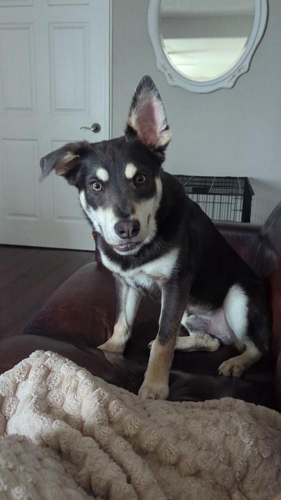 Enlarge Tango - Pending Adoption, a Adoptable mixed breed in Grand Rapids, MI image 4/4