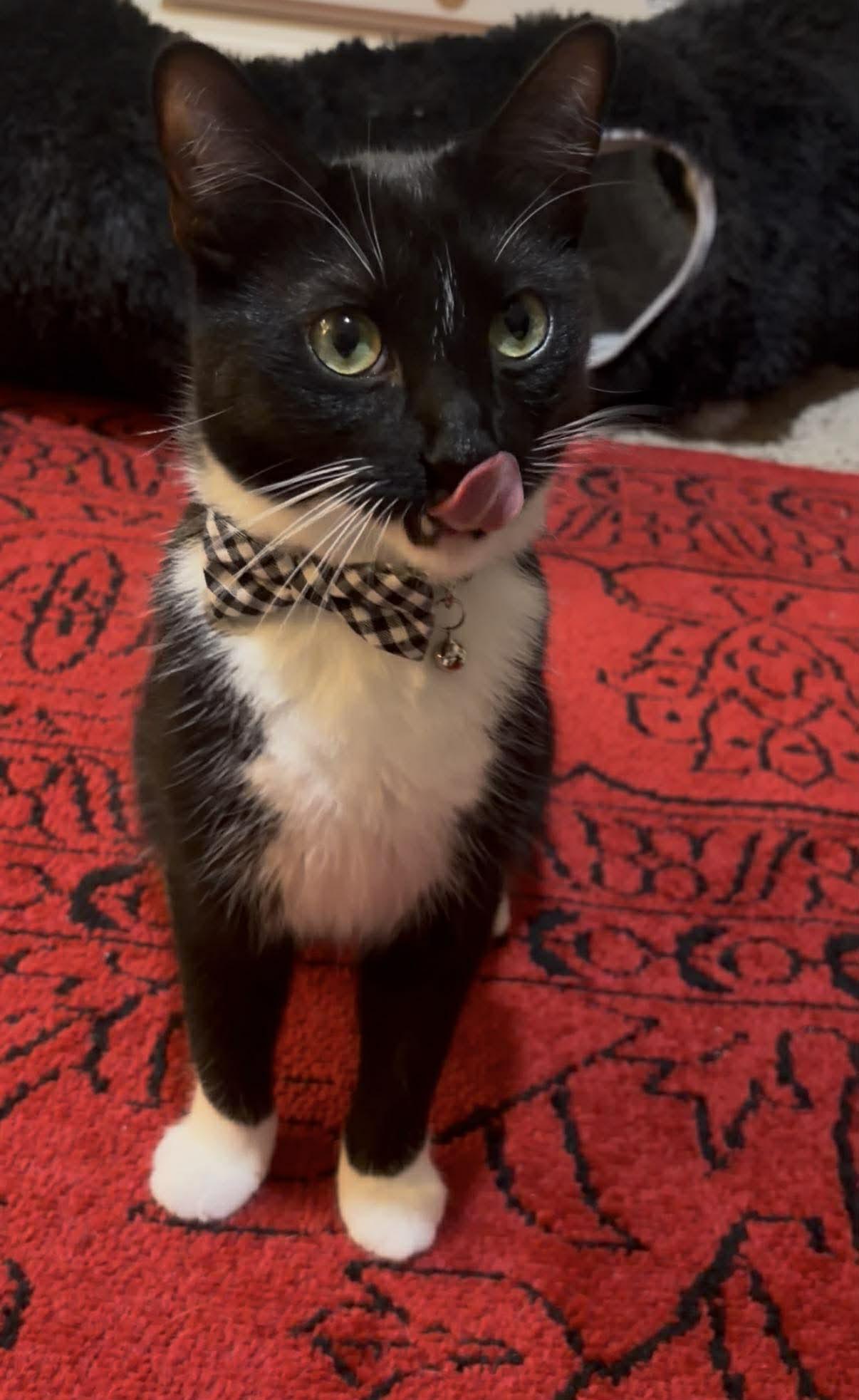 Bartholomew OR14356-T, adopted, Adult Male Domestic Short Hair.