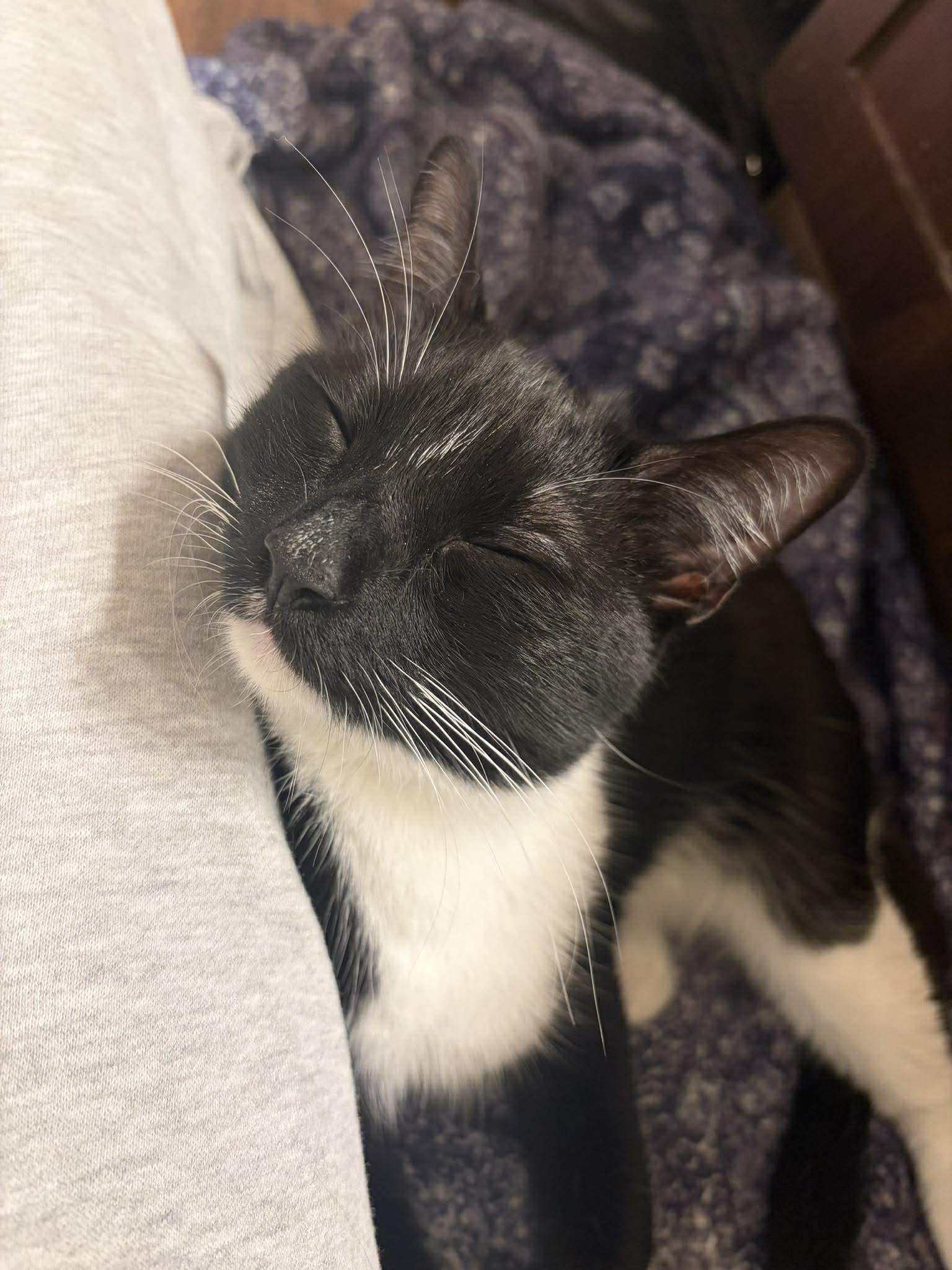 Enlarge Bartholomew OR14356-T, an adopted mixed breed in Beaverton, OR image 3/4