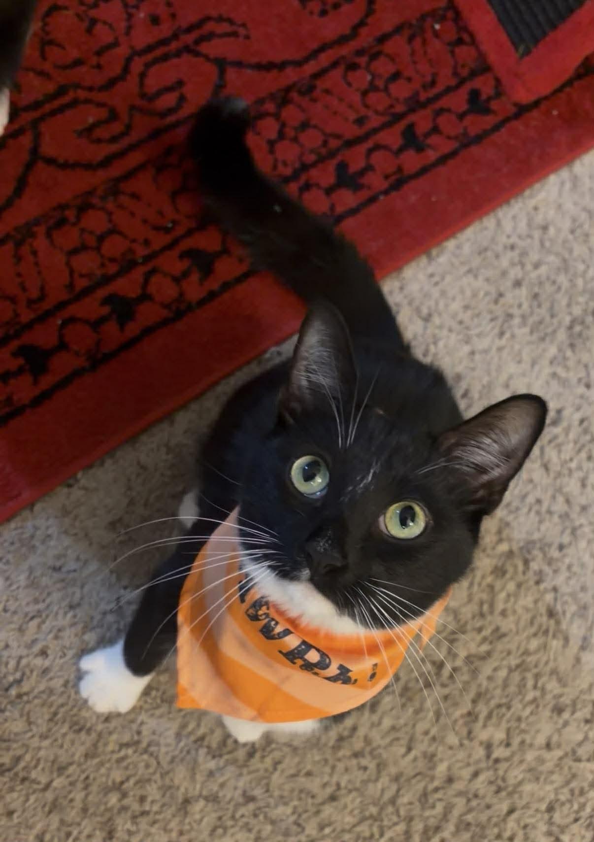 Enlarge Bartholomew OR14356-T, an adopted mixed breed in Beaverton, OR image 2/4