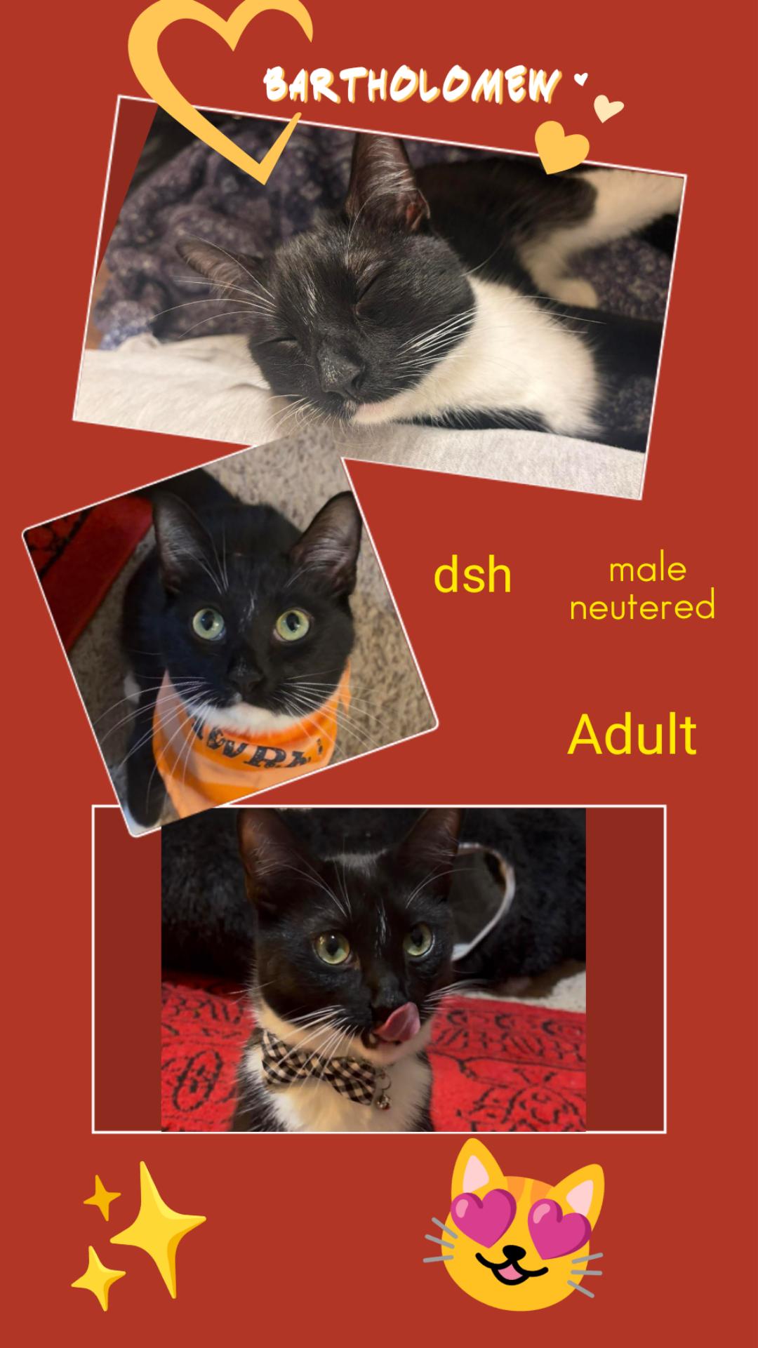 Enlarge Bartholomew OR14356-T, an adopted mixed breed in Beaverton, OR image 4/4