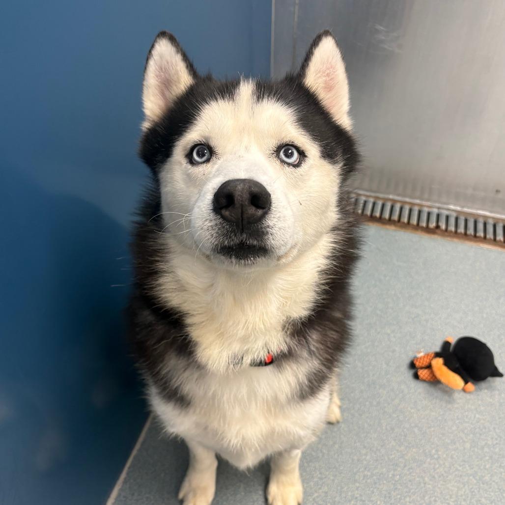 Omar, Adoptable, Senior Male Siberian Husky.
