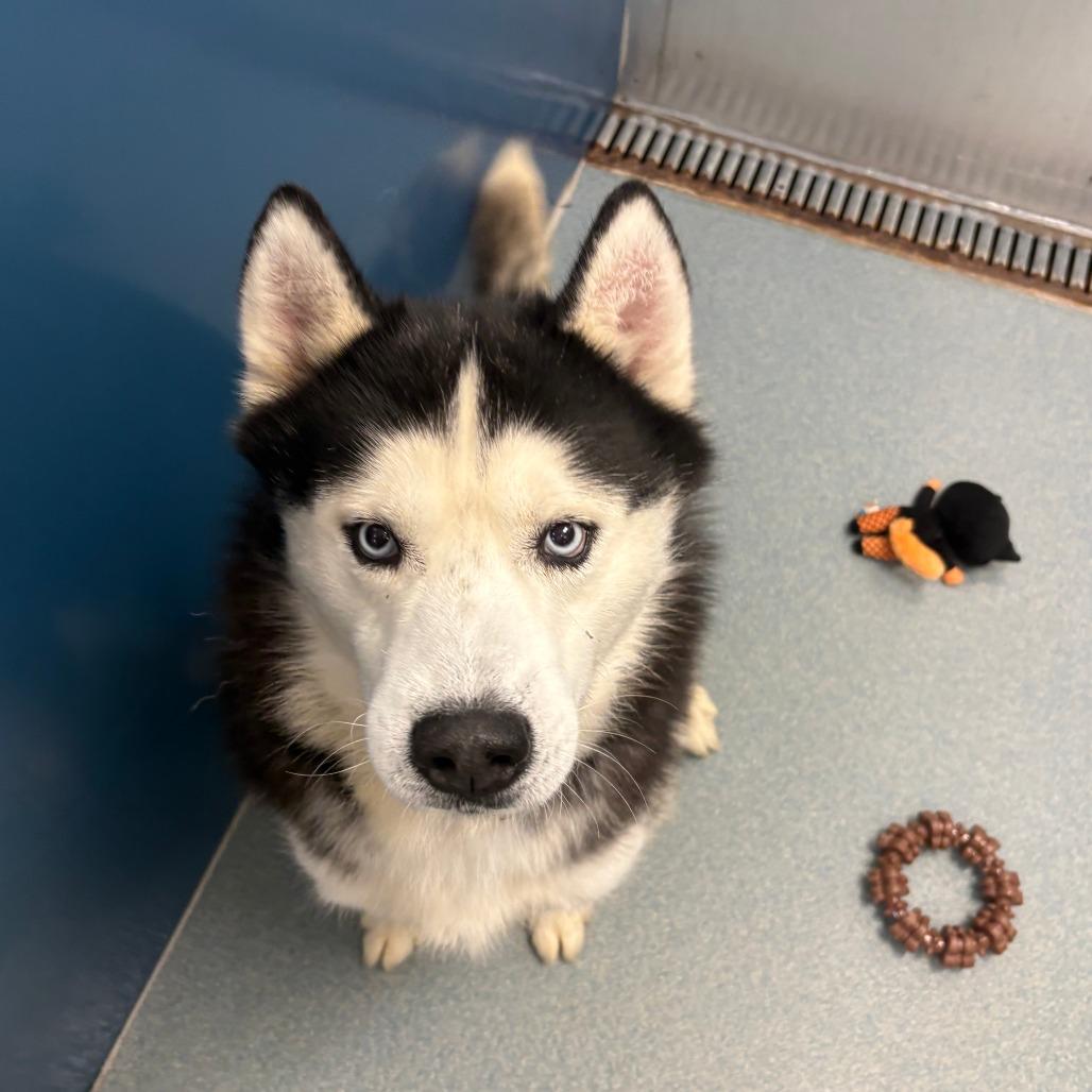 Enlarge Omar, a Adoptable Siberian Husky in Chesapeake, VA image 2/3