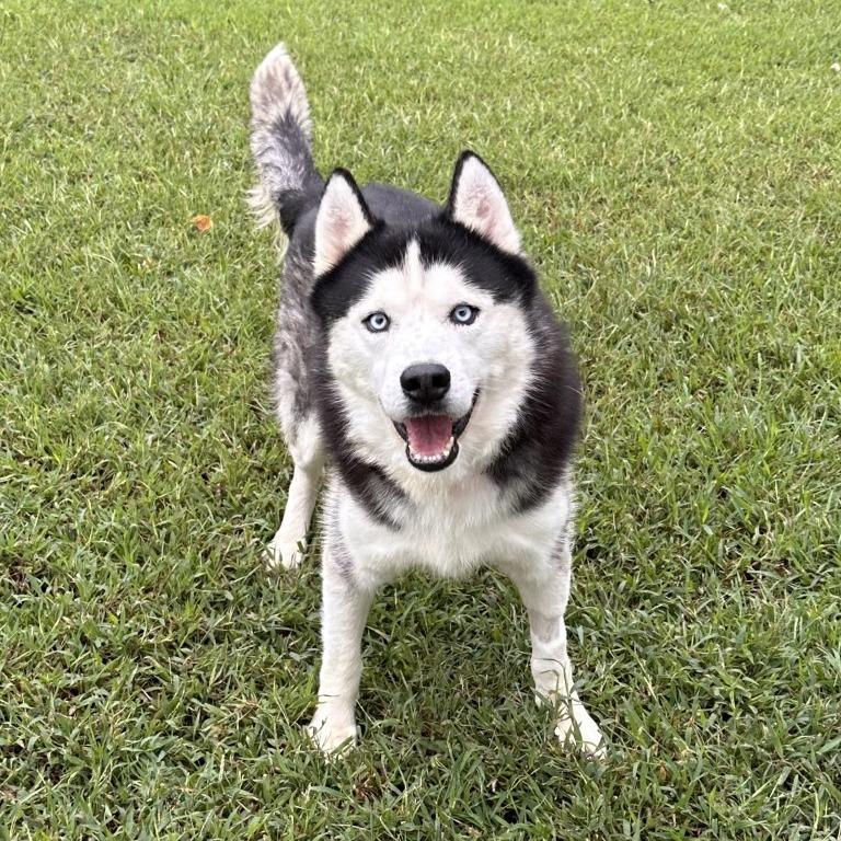 Enlarge Omar, a Adoptable Siberian Husky in Chesapeake, VA image 3/3