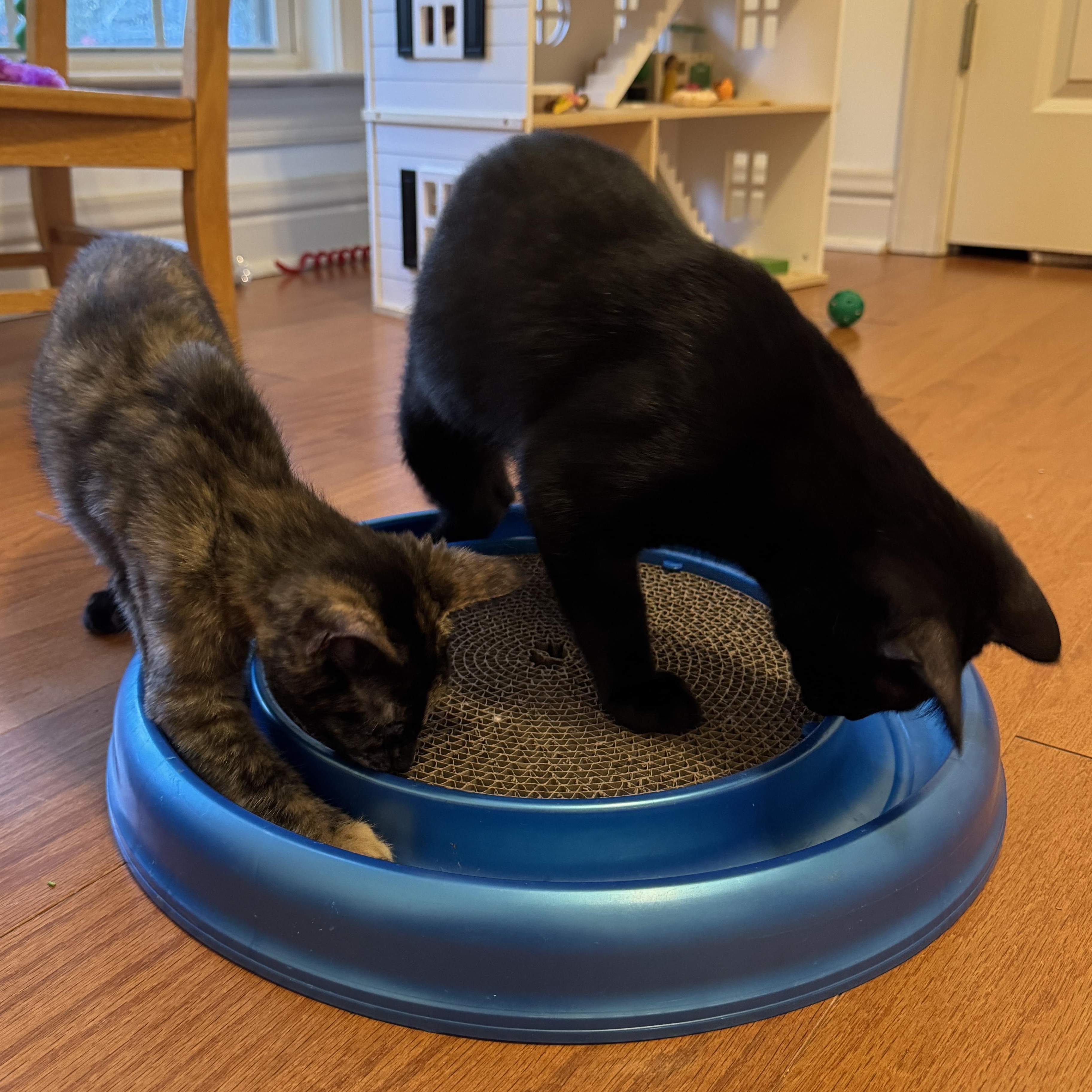 Marco, a Adoptable Domestic Short Hair in Montgomery, AL image 5/5