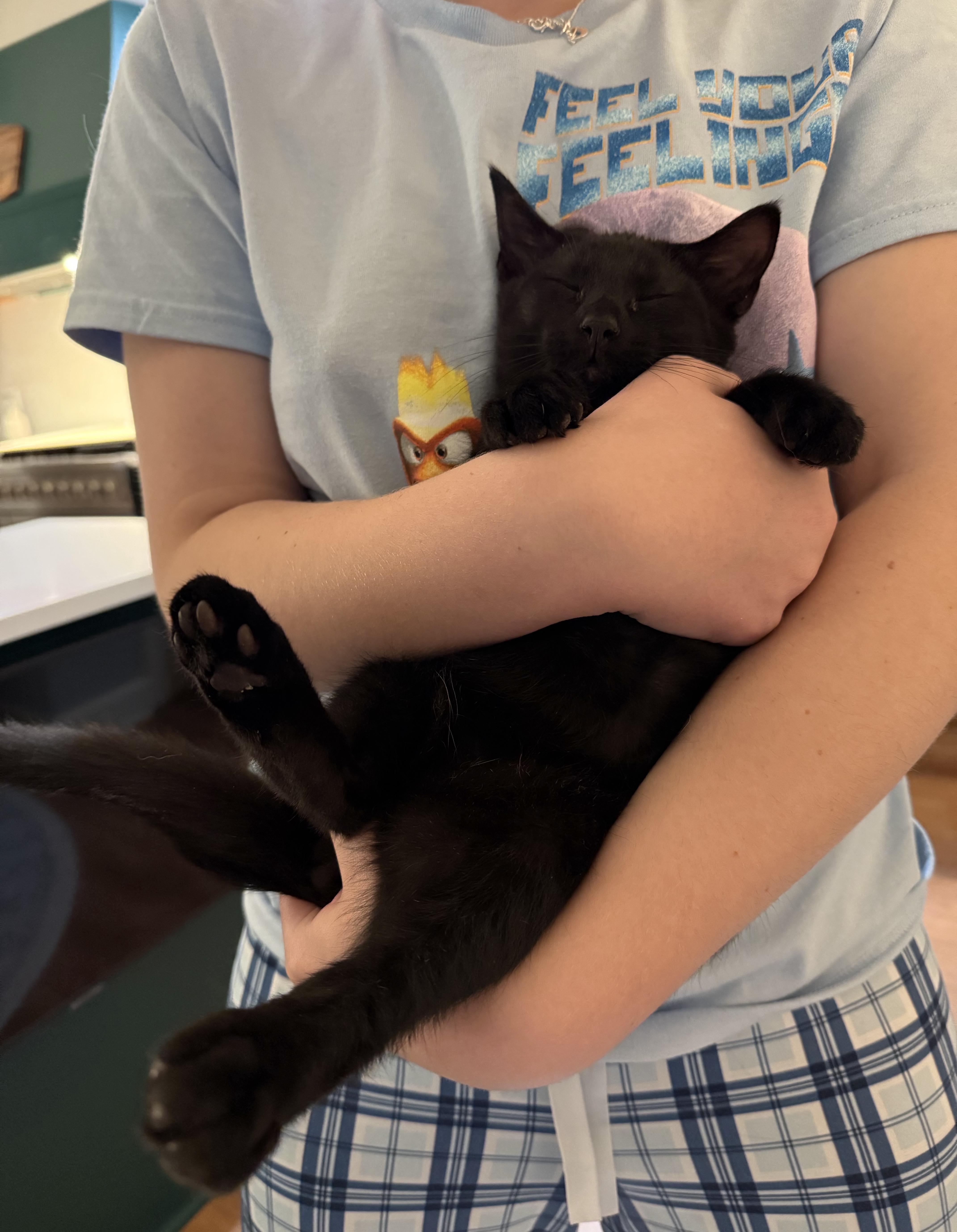 Marco, a Adoptable Domestic Short Hair in Montgomery, AL image 3/5