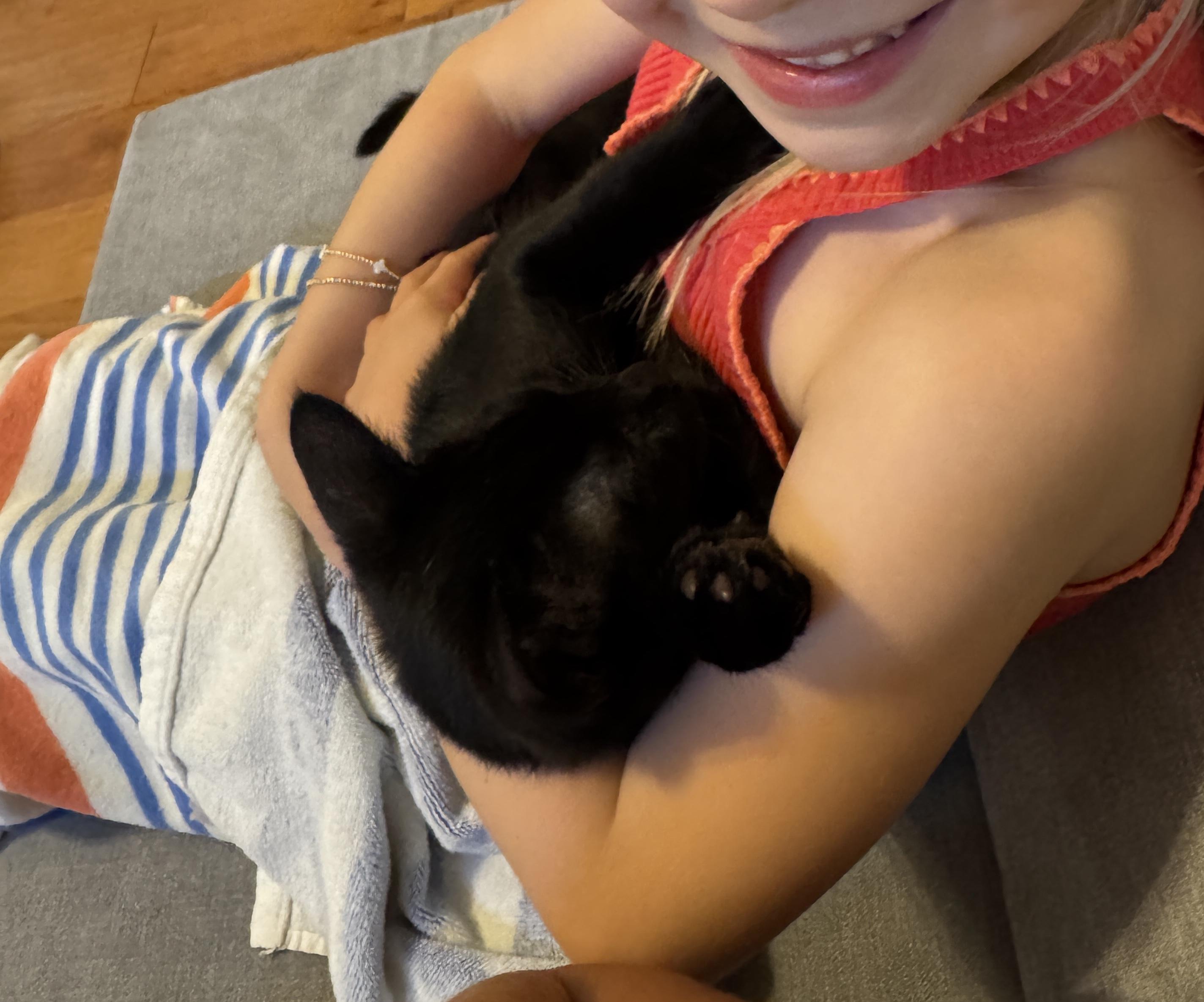 Marco, a Adoptable Domestic Short Hair in Montgomery, AL image 4/5