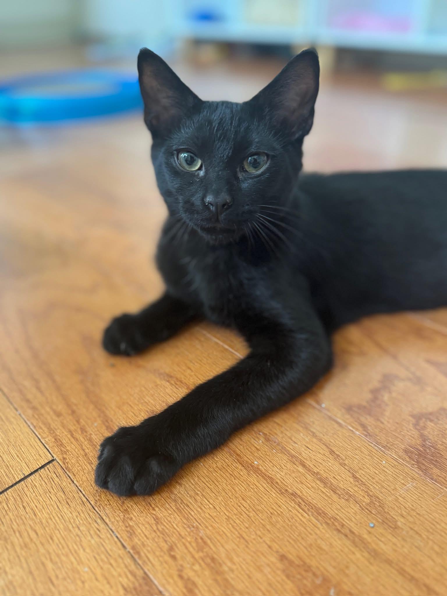 Marco, a Adoptable Domestic Short Hair in Montgomery, AL image 1/5