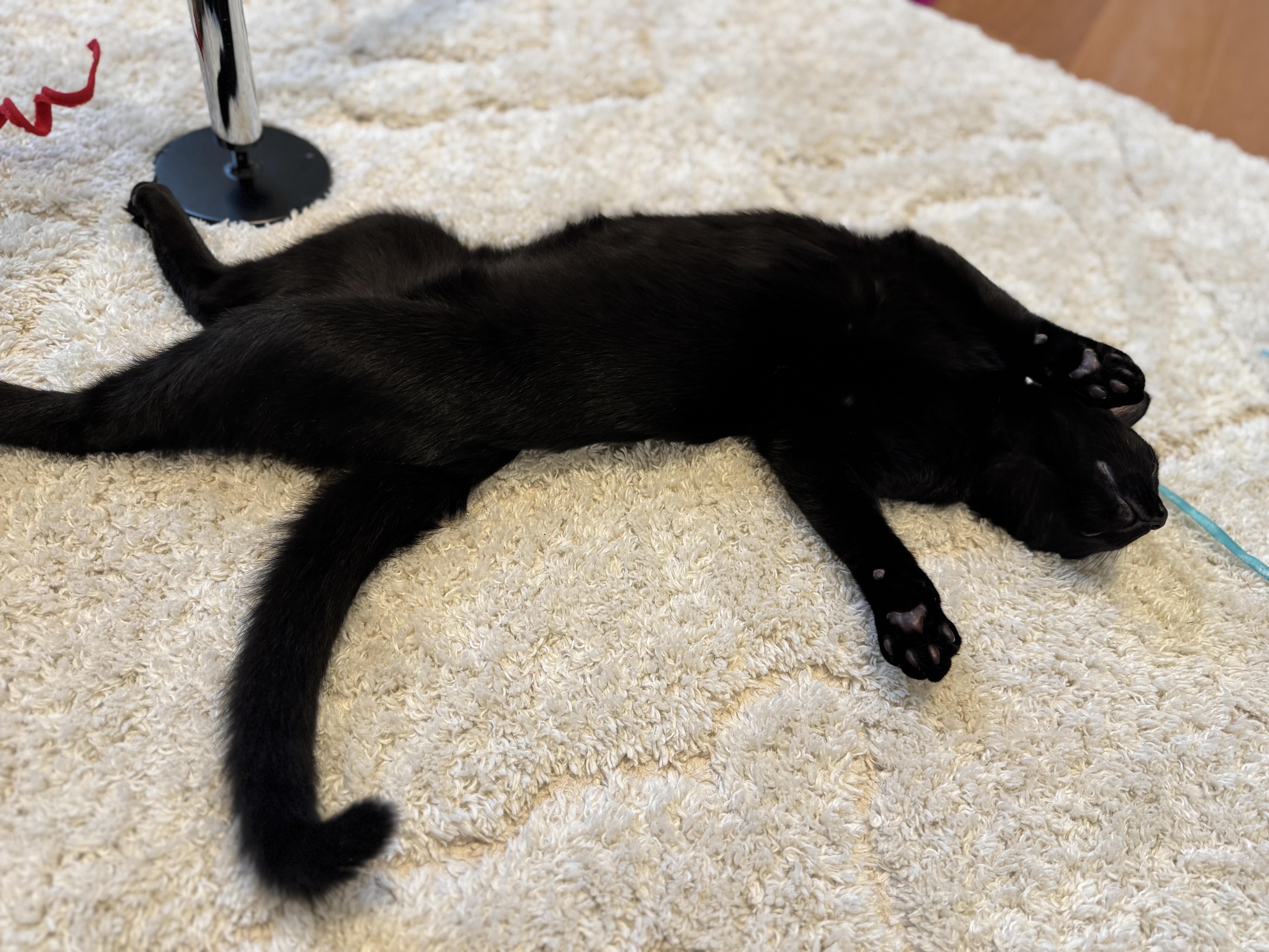 Marco, a Adoptable Domestic Short Hair in Montgomery, AL image 2/5