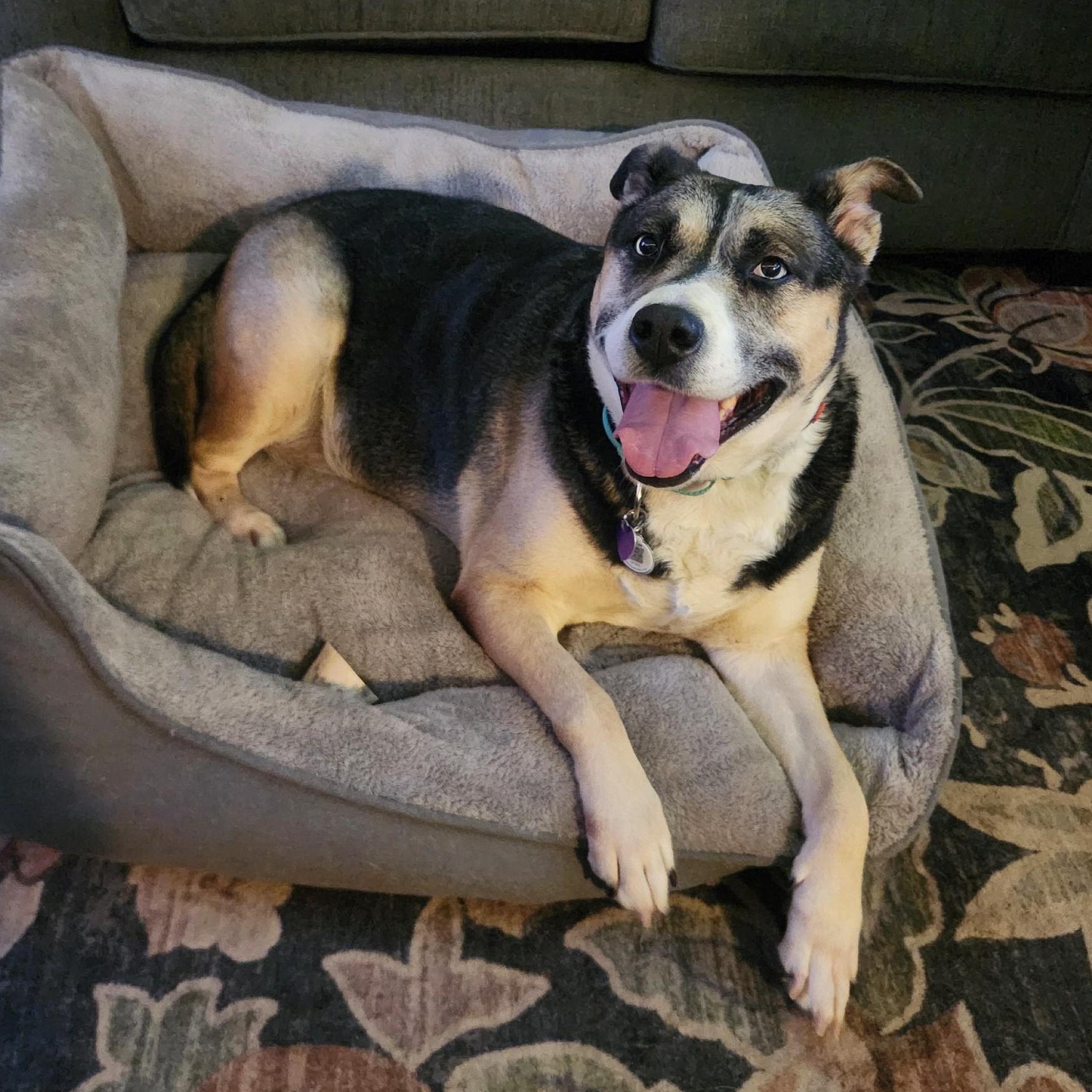 Enlarge Sadie, a ADOPTABLE mixed breed in Seymour, CT image 1/5