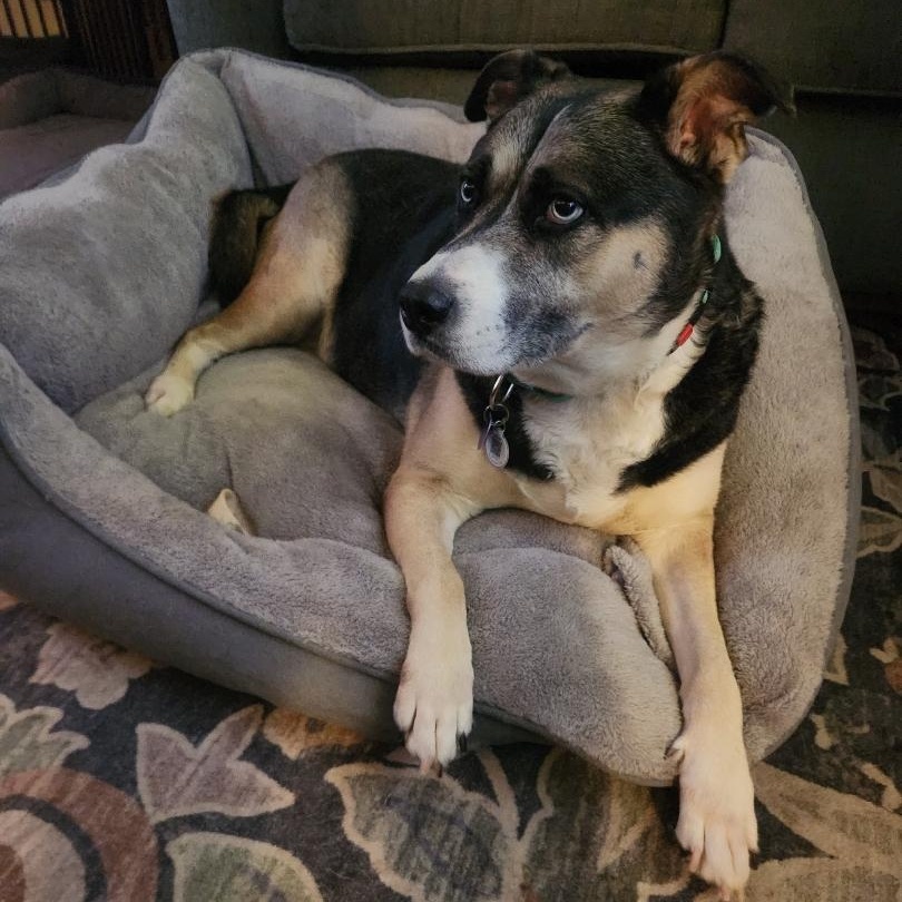 Enlarge Sadie, a ADOPTABLE mixed breed in Seymour, CT image 5/5