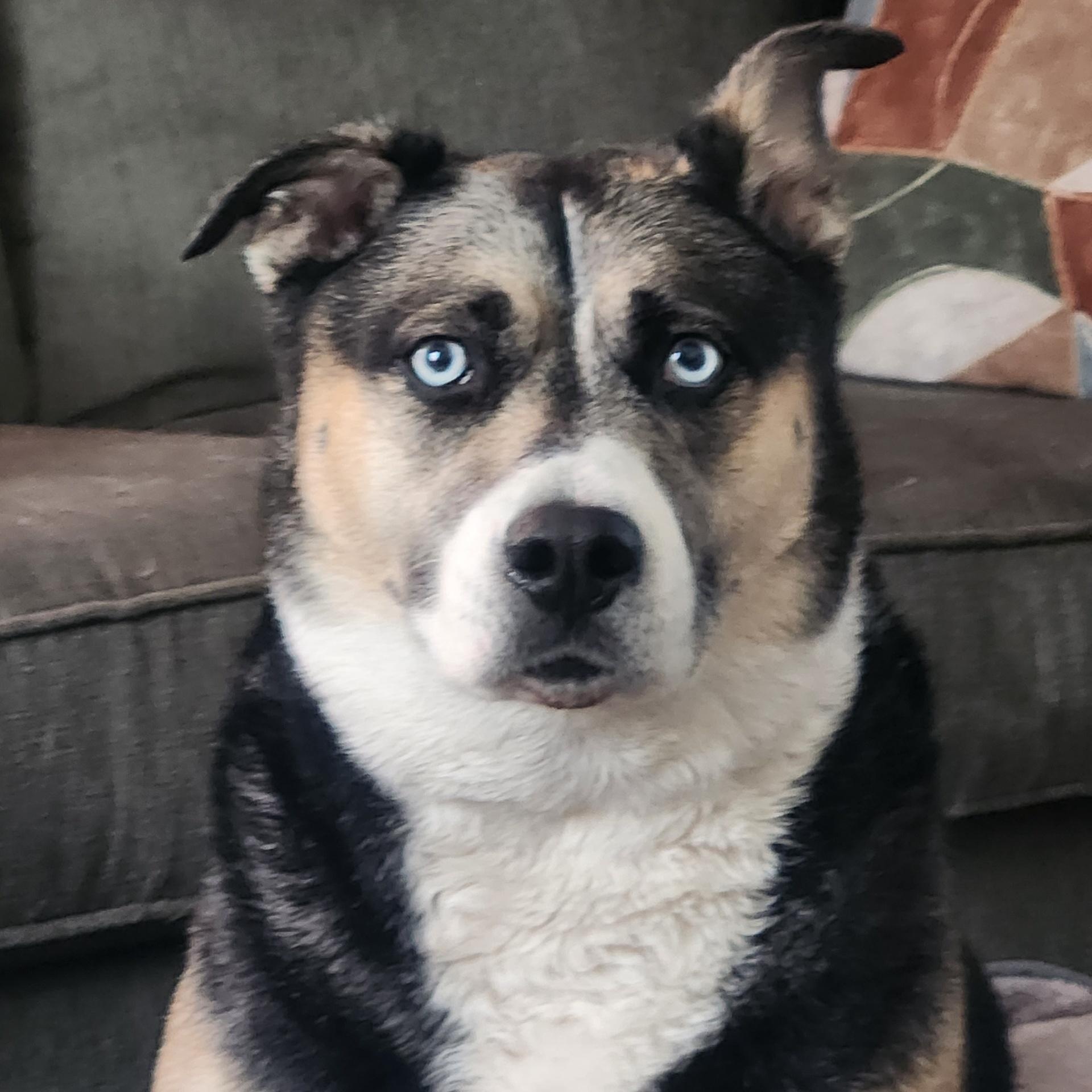 Enlarge Sadie, a ADOPTABLE mixed breed in Seymour, CT image 2/5