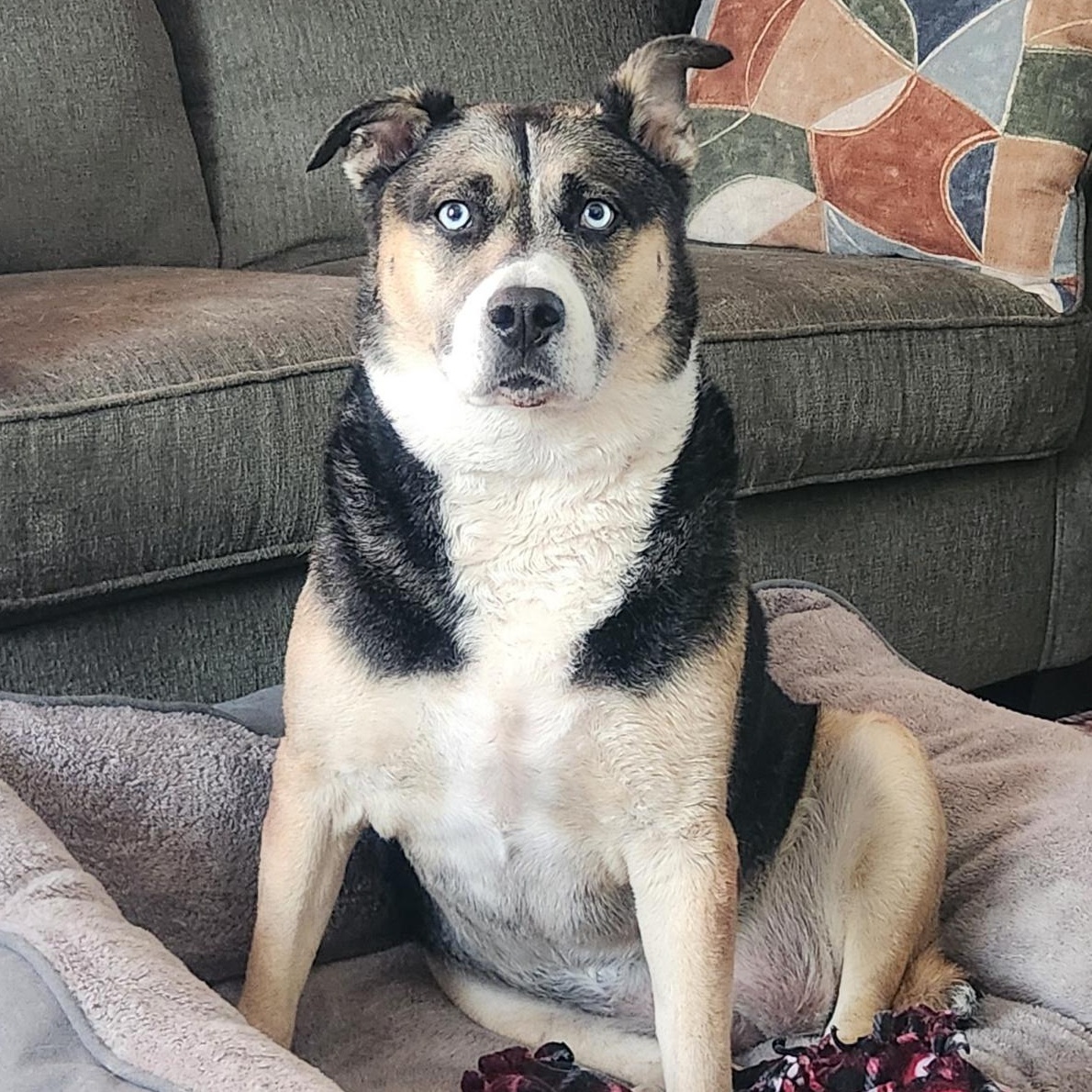 Enlarge Sadie, a ADOPTABLE mixed breed in Seymour, CT image 4/5