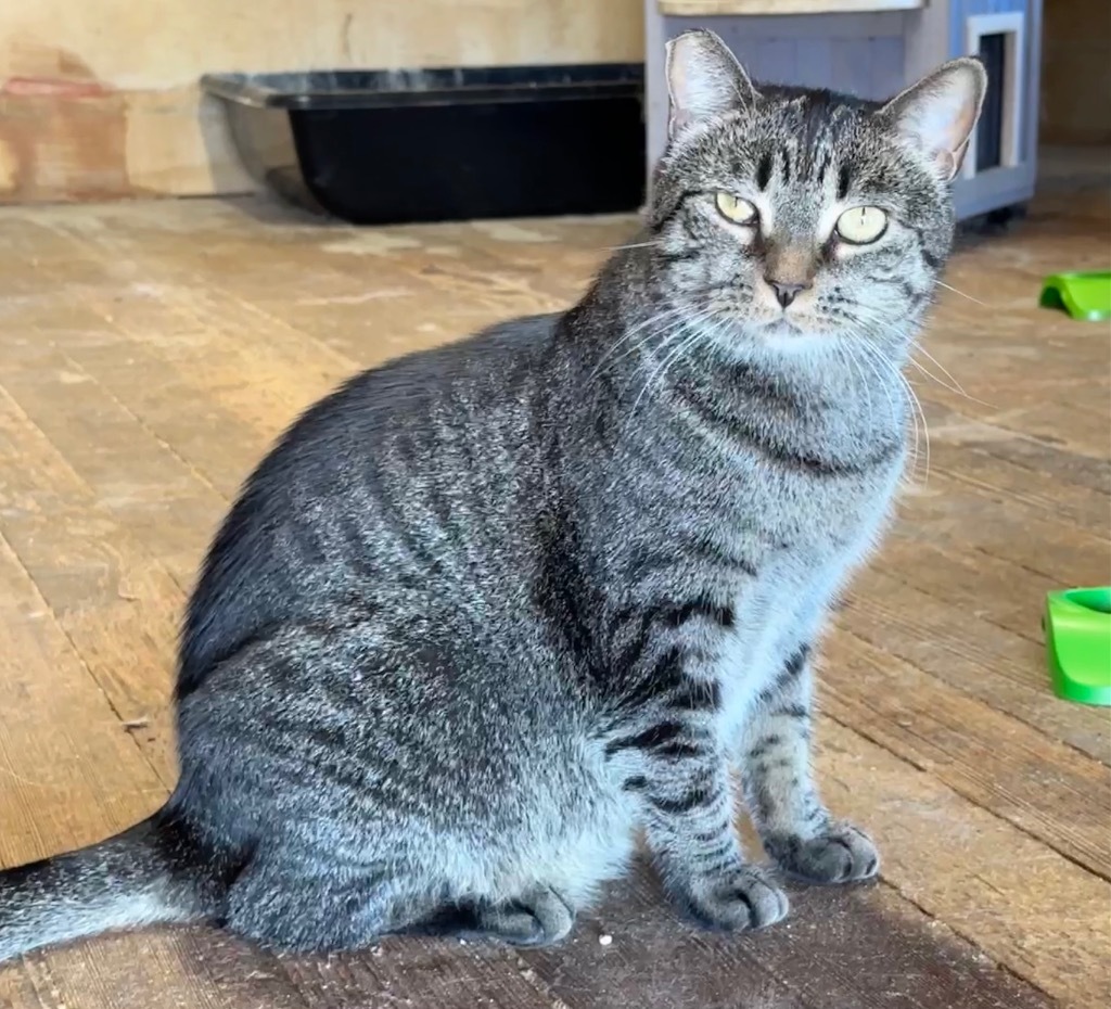 Enlarge Maggie, a Adoptable Domestic Short Hair in Mira Loma, CA image 1/5