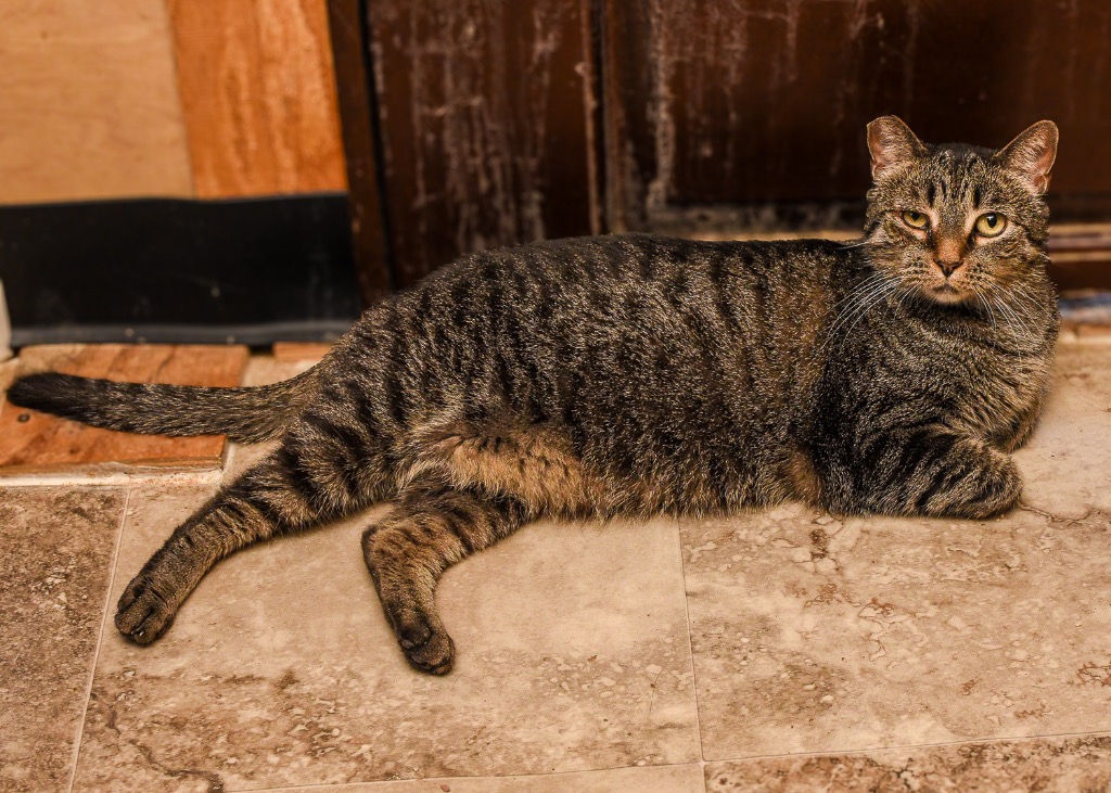 Enlarge Maggie, a Adoptable Domestic Short Hair in Mira Loma, CA image 2/5