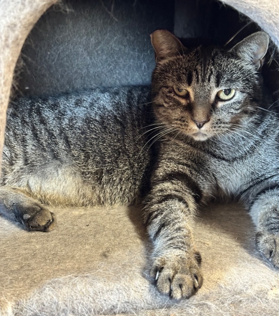 Enlarge Maggie, a Adoptable Domestic Short Hair in Mira Loma, CA image 3/5