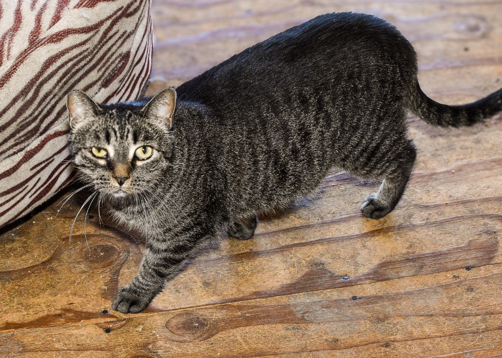 Enlarge Maggie, a Adoptable Domestic Short Hair in Mira Loma, CA image 4/5