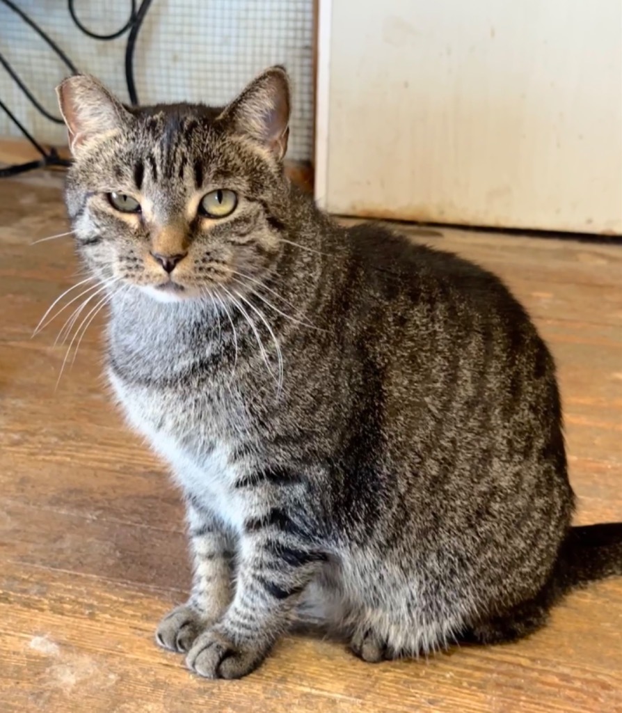 Enlarge Maggie, a Adoptable Domestic Short Hair in Mira Loma, CA image 5/5