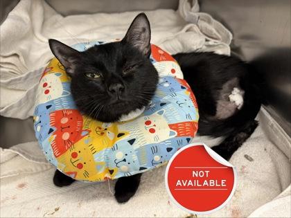 Tchala, Adoptable, Adult Male Domestic Short Hair & Domestic Short Hair.