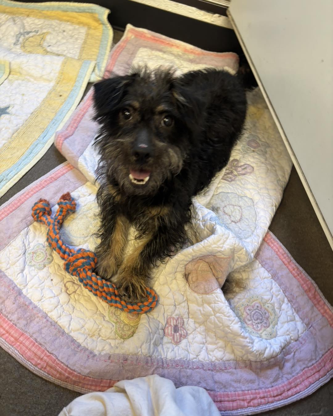 Enlarge Romeo, a ADOPTABLE mixed breed in Youngstown, OH image 4/5