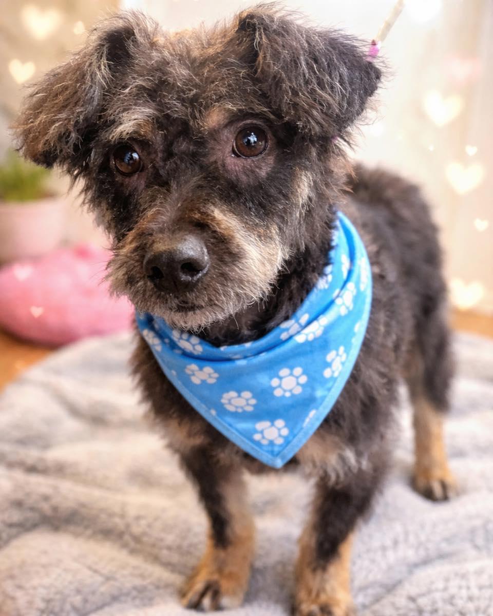 Enlarge Romeo, a ADOPTABLE mixed breed in Youngstown, OH image 1/5