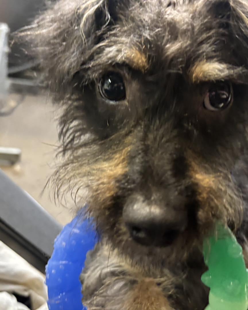 Enlarge Romeo, a ADOPTABLE mixed breed in Youngstown, OH image 3/5