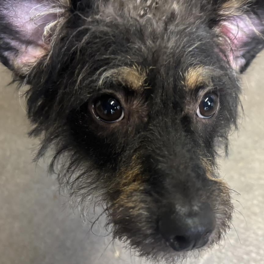 Enlarge Romeo, a ADOPTABLE mixed breed in Youngstown, OH image 5/5